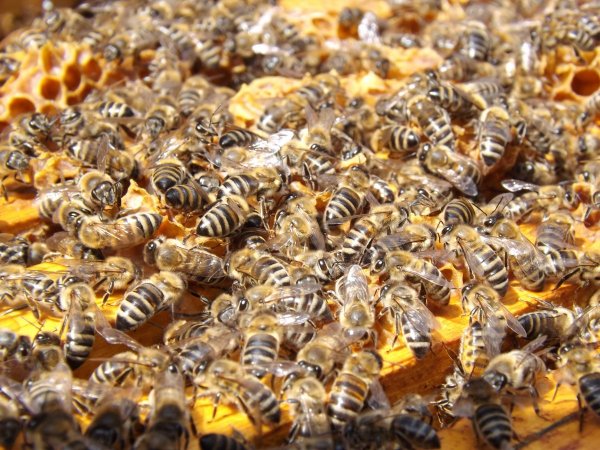 Пчеловоды Амурской области сообщили о массовой гибели пчел