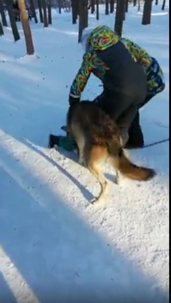 Волк набросился на ребенка в челябинском парке