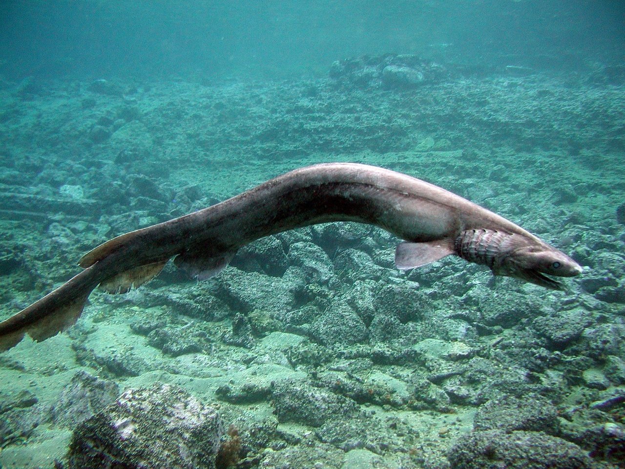 Chlamydoselachus anguineus