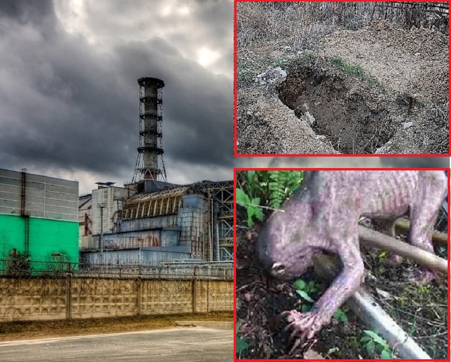 Чернобыль сиреноголовый