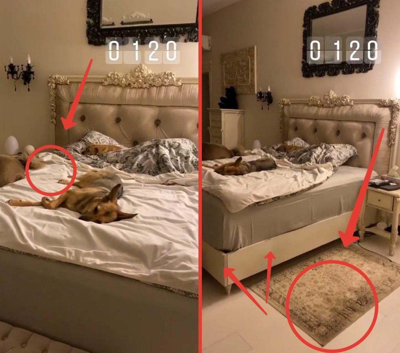 Ольга Орлова с собаками в кровати