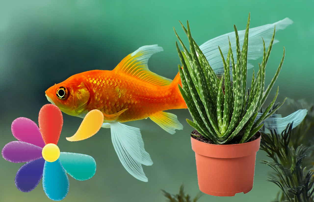 Рыбка исполняет желания. Цветок рыбка. Цветок Золотая рыбка. Комнатный цветок Золотая рыбка. Рыбка исполняющая желания.