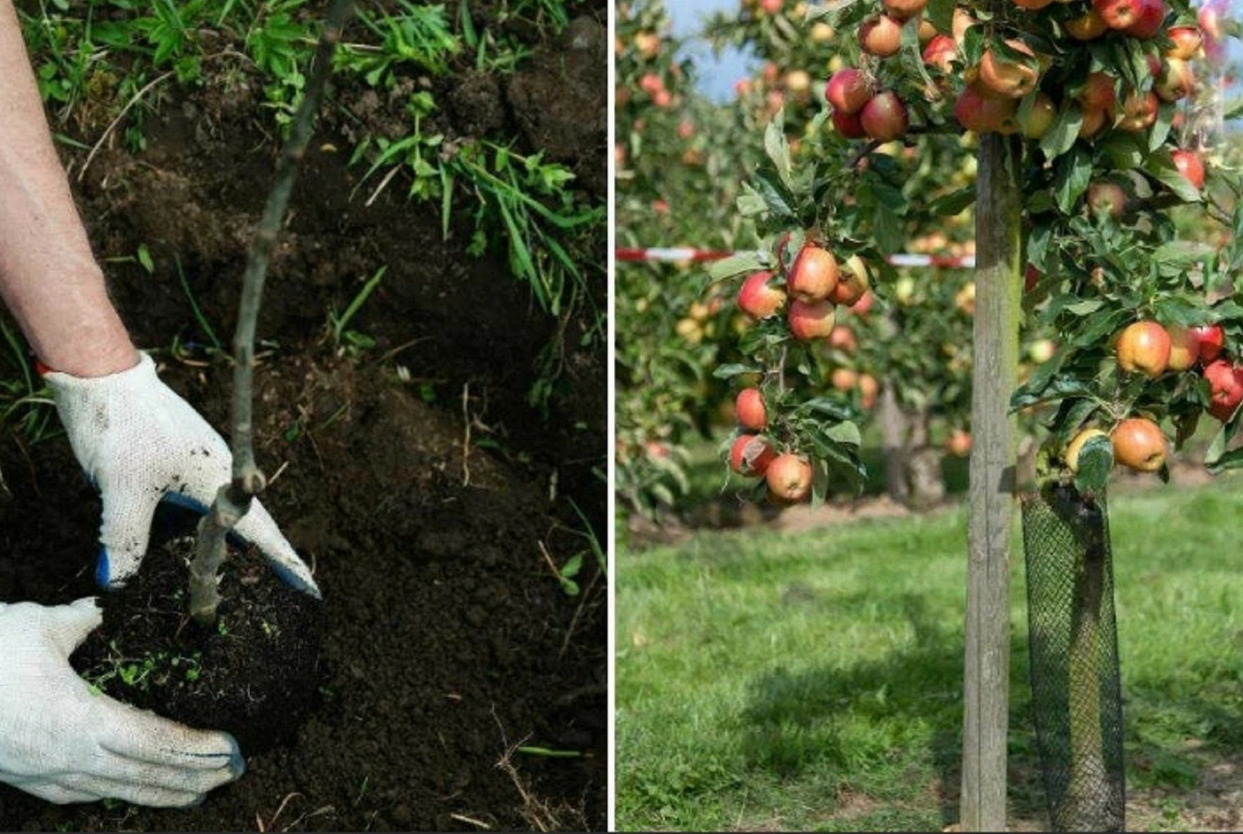 Как пересадить яблоню на другое место весной