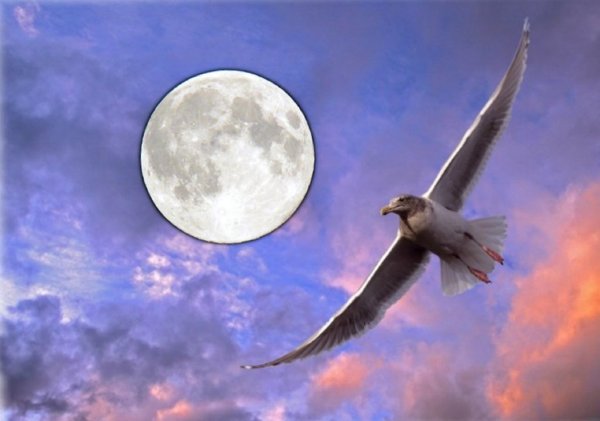 Словно птица в небесах: 13 апреля важно не «потеряться» в желаниях