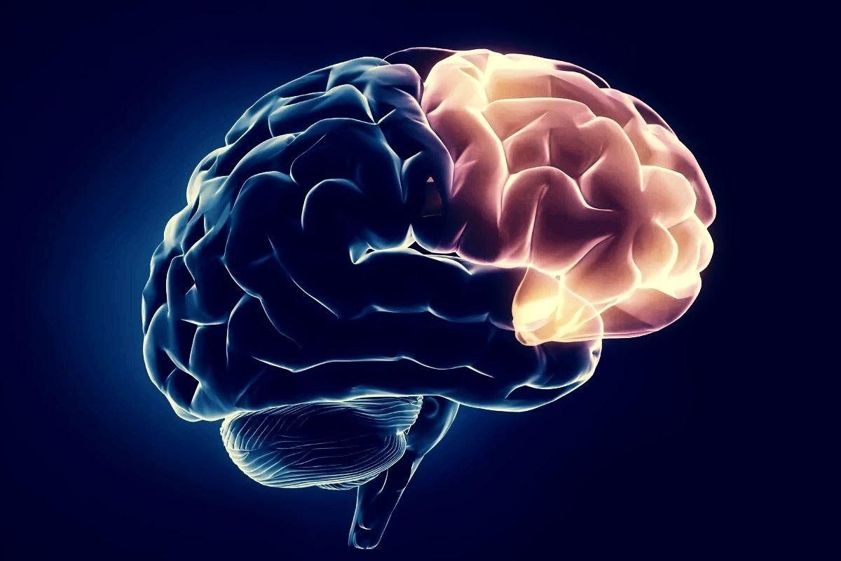 Нейрофизиология мозга