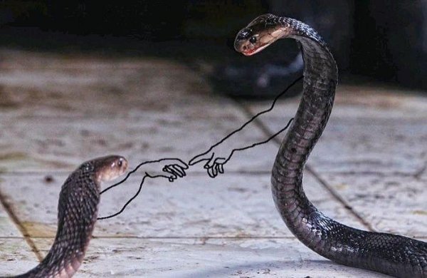 Змеи могут «дружить» и создавать стабильные социальные связи