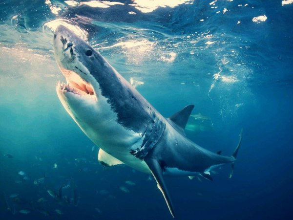 Биологов удивила диета молодых белых акул у берегов Австралии