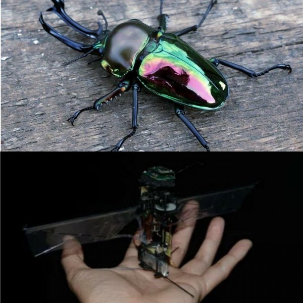 Корейские ученые создали робо-копию рогатого жука