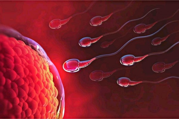 Яйцеклетки женщины могут игнорировать некоторые неидентичные сперматозоиды