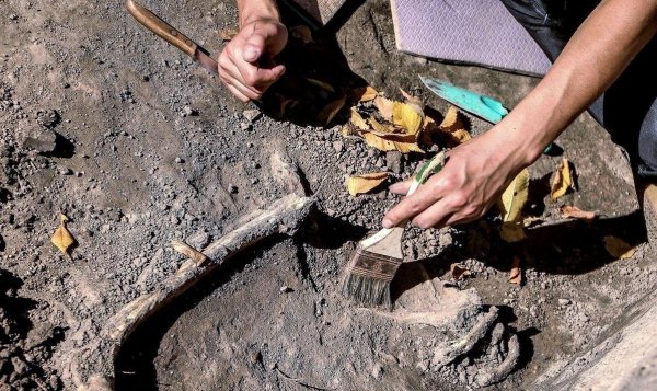 Археологи нашли старейшие в Чили останки древнего млекопитающего