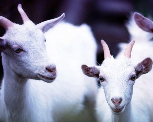 Молоко генномодифицированных коз может стать лекарством от рака