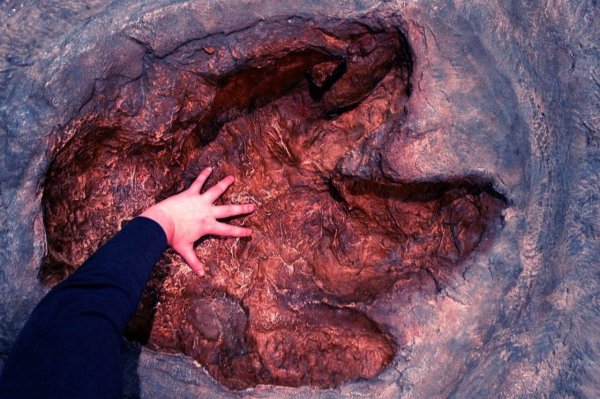 В Австралии найдены следы неизвестного хищного динозавра