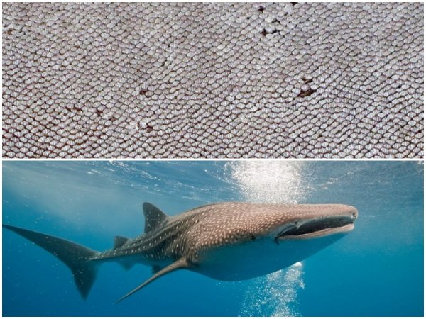 Учёные обнаружили зубчики на глазах китовой акулы